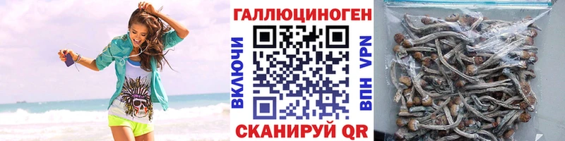 где продают наркотики Павловский Посад Псилоцибиновые грибы Psilocybe
